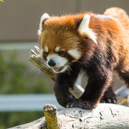 動物園の持ち物一覧 目的別 必需品や子供連れ時の事前準備を万全に アウトドアな青空